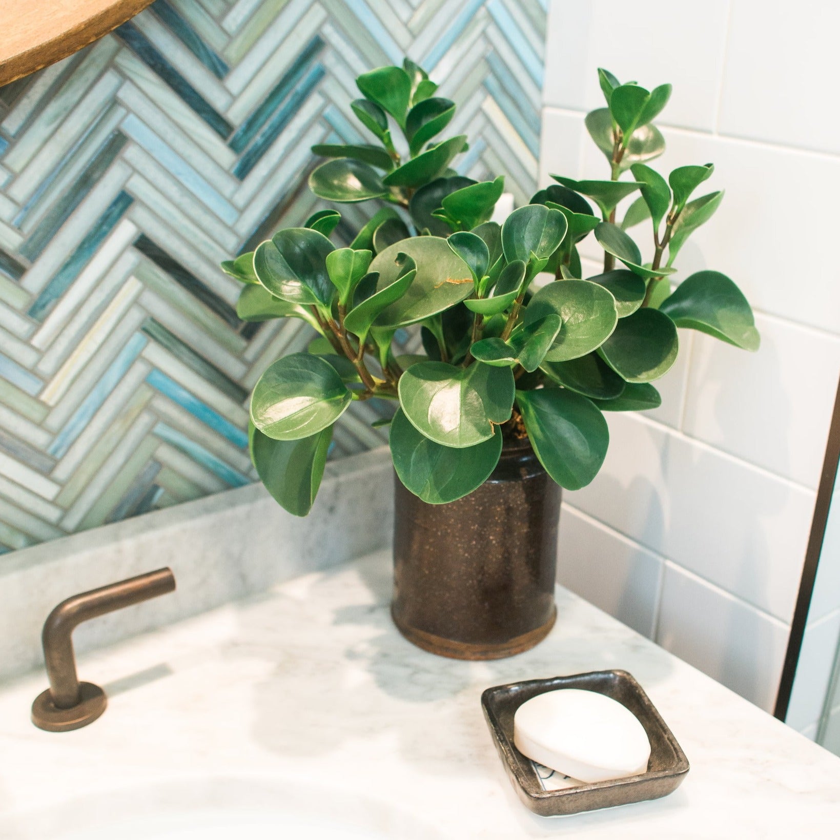 Tommy Bahama - Architessa